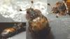 Omosita discoidea